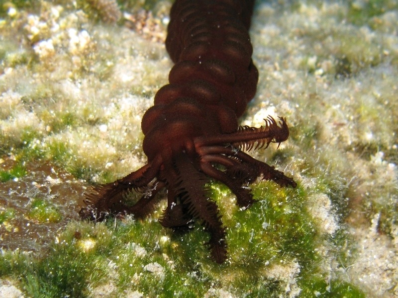 Synaptula reciprocans (Forskal, 1775) - oloturia lessepsiana